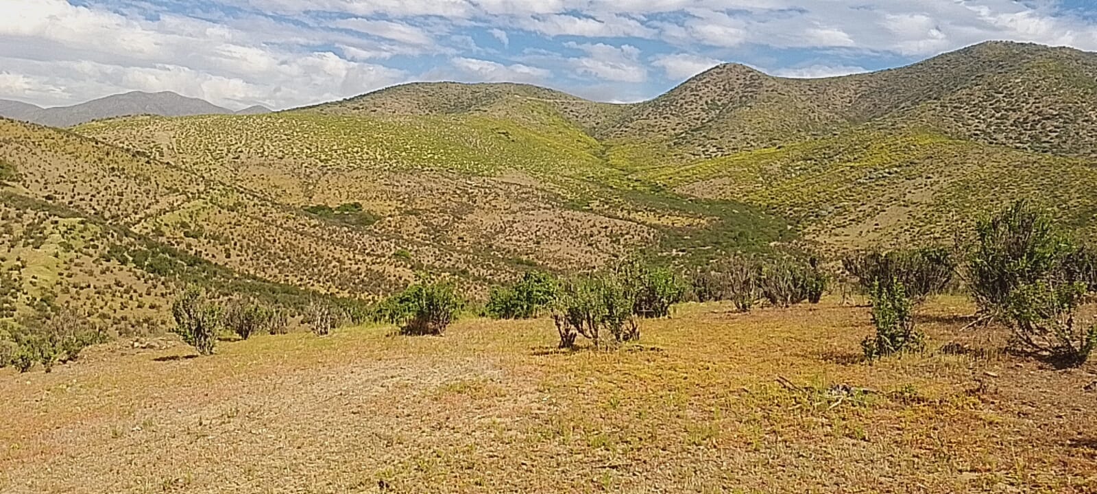 Cerros cubiertos de vegetación y suelo verde en Cuesta El Manzano